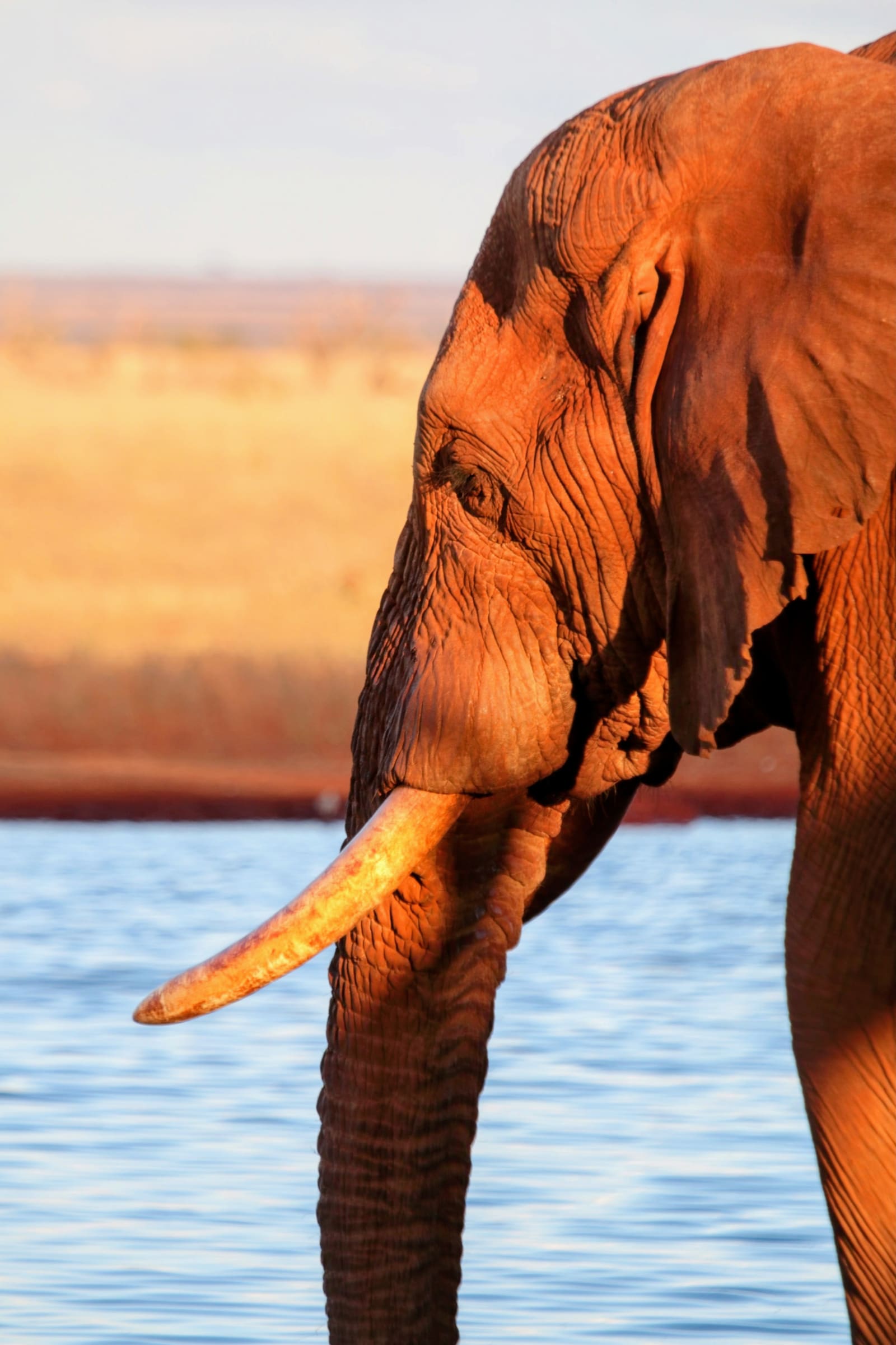 Elephant